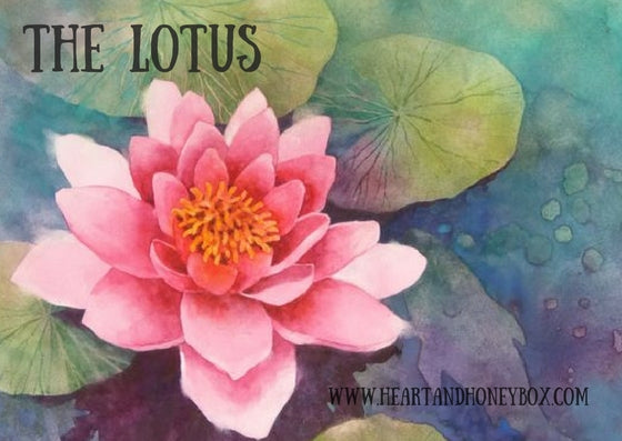 January - The Lotus